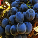 Alicante Bouschet