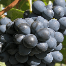 Barbera