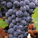 Cabernet Franc