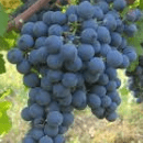 Carmenère