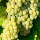 Garganega