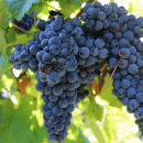 Tannat