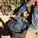 Bodega Santa Cruz de Alpera